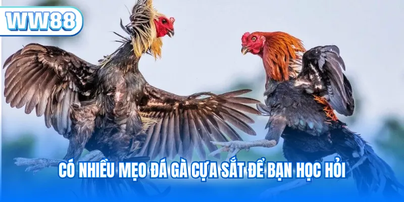 Có nhiều mẹo đá gà cựa sắt để bạn học hỏi