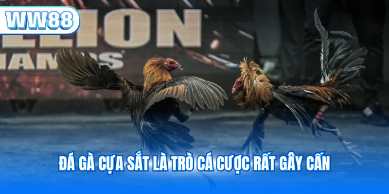 Đá gà cựa sắt là trò cá cược rất gây cấn