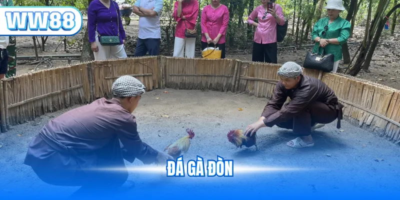 Đá gà đòn