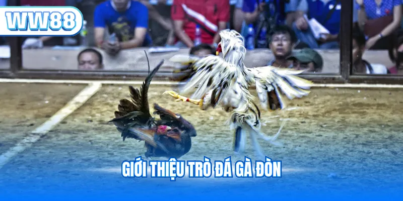 Giới thiệu trò đá gà đòn