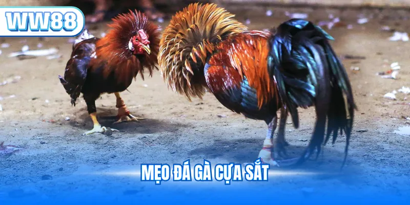 Mẹo đá gà cựa sắt