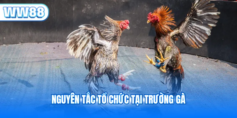 Nguyên tắc tổ chức tại trường gà