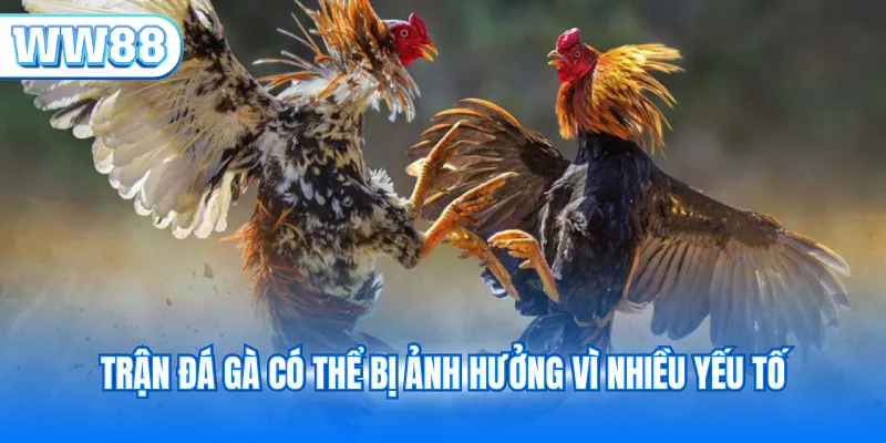 Trận đá gà có thể bị ảnh hưởng vì nhiều yếu tố